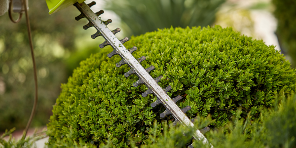 A close up of a hedge trimmer being used